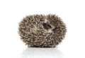 Ute african hedgehog rolling back and having fun