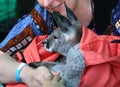 ÃÂ¡ute baby kangaroo wrapped in a warm fur blanket on human hands, close-up view, sign of care