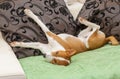 ÃÂ¡ute Basenji stretch itself after siesta time