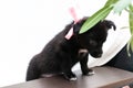 Ute black puppy in pink collar with ribbon on white blanket on couch near green plant Royalty Free Stock Photo