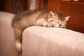 Cute British kitten sleeping on the couch Royalty Free Stock Photo
