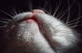 Ute cat`s mouth, chin and whiskers from beneath. Macro shoot