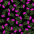ÃÂ¡ute botanical seamless pattern with bright pink cornflowers, carnation flowers isolated on a black background Royalty Free Stock Photo