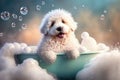 ÃÂ¡ute fluffy bobtail puppy takes a bath filled with foam, a kawaii dog with fluffy fur sits in a bathtub. looking at the camera,
