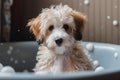 ?ute fluffy bobtail puppy takes a bath filled with foam, a kawaii dog with fluffy fur sits in a bathtub