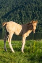 ÃÂ¡ute foal grazing on lakeshore. Young horse is pasture on lawn lakeside Royalty Free Stock Photo