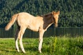 ÃÂ¡ute foal grazing on lakeshore. Young horse is pasture on lawn lakeside Royalty Free Stock Photo