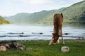 ÃÂ¡ute foal grazing on lakeshore. Young horse is pasture on lawn lakeside Royalty Free Stock Photo