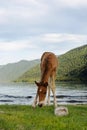 ÃÂ¡ute foal grazing on lakeshore. Young horse is pasture on lawn lakeside Royalty Free Stock Photo