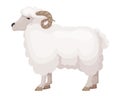 ute, funny, hoofed pet of the horned family, the ram. Royalty Free Stock Photo