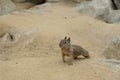ÃÂ¡ute little squirrel in the sand