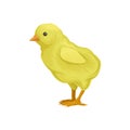 ute little yellow chick, poultry breeding vector Illustration on a white background Royalty Free Stock Photo