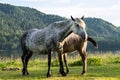 ÃÂ¡ute mare with foal grazing on lakeshore. Horses are pasture on lawn lakeside Royalty Free Stock Photo