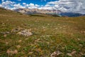 Ute Meadow Wildflower Expanse, Rocky Mountain National Park, Colorado Royalty Free Stock Photo