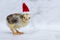 ÃÂute newborn baby chicken in red Christmas Santa hat on marble background Royalty Free Stock Photo