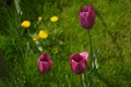 ÃÂ¡ute purple tulips growing in a meadow Royalty Free Stock Photo