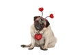 Ute Valentines day pug puppy dog, sitting down, wearing hearts diadem Royalty Free Stock Photo