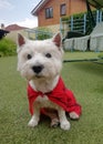 Happy Funny West Highland White Terrier - Westie, Westy Dog Play in Grass.