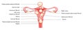 Uterine fibroids Female leiomyomas reproductive system uterus diagram with inscriptions in Latin text. Human anatomy Royalty Free Stock Photo