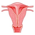 Uterine septum septate uterus Female reproductive system. Front view. Human anatomy internal organs location scheme