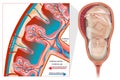 Uteroplacental circulation. The structure of the placenta. Anatomy of pregnancy. Umbilical arteries and vein. Placental