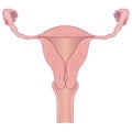 Uterus Anatomy Royalty Free Stock Photo