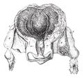 Uterus at 20 or 25 days of the state of gestation, vintage engraving