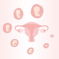 Uterus with embryos and baby in weeks vector illustration Royalty Free Stock Photo