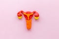 Uterus of female reproductive system. Anatomical model top view Royalty Free Stock Photo