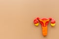 Uterus of female reproductive system. Anatomical model top view Royalty Free Stock Photo