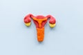 Uterus of female reproductive system. Anatomical model top view Royalty Free Stock Photo