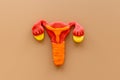 Uterus of female reproductive system. Anatomical model top view Royalty Free Stock Photo