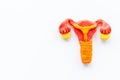 Uterus of female reproductive system. Anatomical model top view Royalty Free Stock Photo