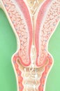 Uterus of human Royalty Free Stock Photo