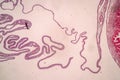 Uterus human, Uterine tube human, Placenta human and Umbilical cord Human under the microscope. Royalty Free Stock Photo