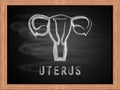 Uterus icon on blackboard flat design.