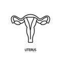 Uterus line icon. Vector illustration female reproductive organ