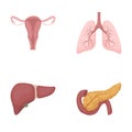 Uterus, lungs, liver, pancreas. Organs set collection icons in cartoon style vector symbol stock illustration web.