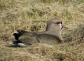 Uterus lying on dry grass