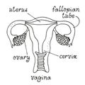 Uterus and ovaries anatomy