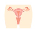 Uterus and ovaries, organs of female reproductive system