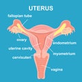 Uterus and ovaries, organs of female reproductive system