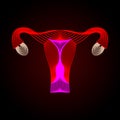 Uterus with ovary, cervix, fallopian tubes isolated on background. Female reproductive system. Healthy womb. Gynecology, anatomy c