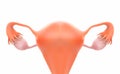 Uterus or pregnancy is a 3D image