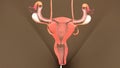 Intersection of Uterus