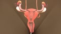 Intersection of Uterus Royalty Free Stock Photo