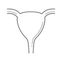 Uterus line icon.