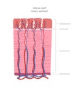 Uterus wall cross section diagram. Uterine layers: perimetrium, myometrium, endometrium.