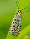 Utetheisa pulchelloides, theÂ heliotrope moth, is aÂ mothÂ of the familyÂ Erebidae Royalty Free Stock Photo