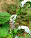 Utetheisa pulchelloides moth on Heliotropium indium flowers Royalty Free Stock Photo